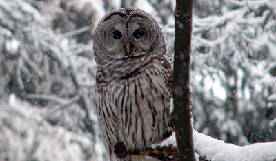 Barred Owl at DDO