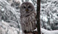 Barred Owl in Dunlap Woods