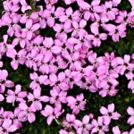 Moss Campion, Svalbard, July 2002, by Michael Haferkamp