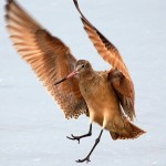 Marbled Godwit