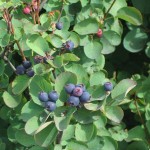 Saskatoon Berry