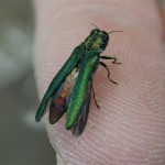 Emerald Ash Borer