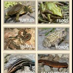 Ontairo-nature-app
