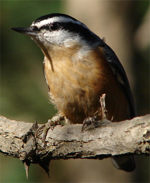 rb-nuthatch.jpg