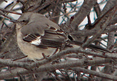 detail-of-northern-mockingbird-at-david-dunlap-observatory.jpg