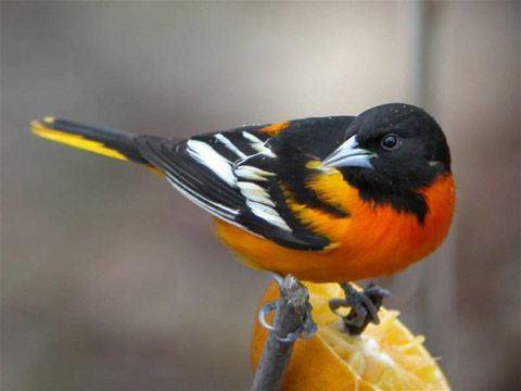 Baltimore Oriole