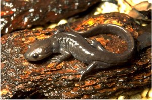 Ambystoma_jeffersonianum