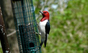 RedHeaded Woodpecker