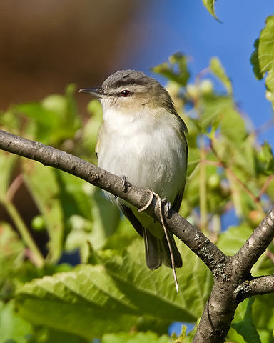 Vireo_olivaceus_-Madison_-Wisconsin_-USA-8