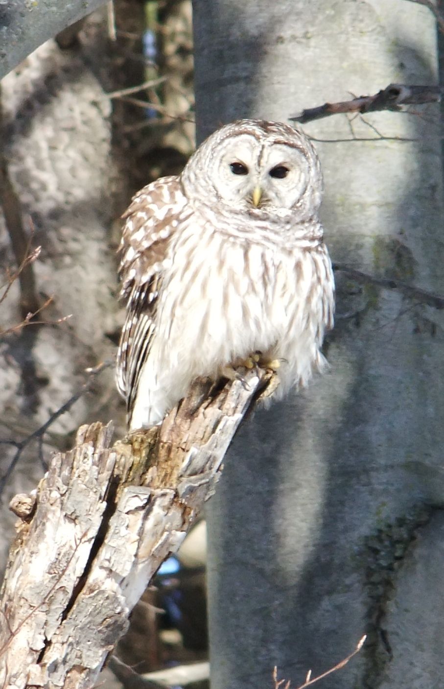 Barred Owl Eaton Hall 2014 12 20