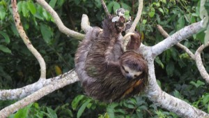 3-toed-sloth