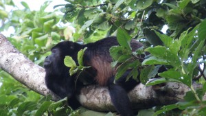 howlermonkey-1