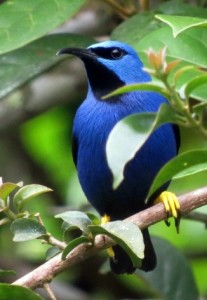 shining-honeycreeper-1